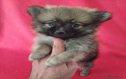 Pomerania perros en venta: Pomerania Standar  - Imagen 1