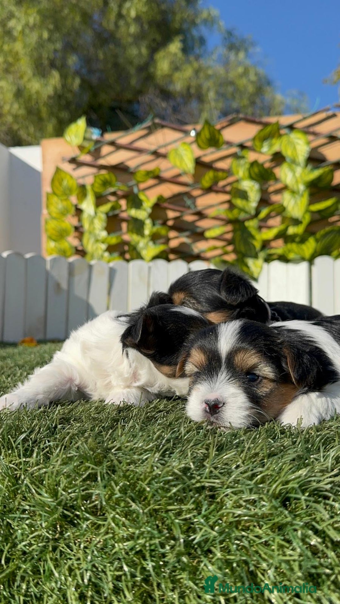 Yorkshire Terrier perros en venta: YORKSHIRE BIEWER - Anuncio 26