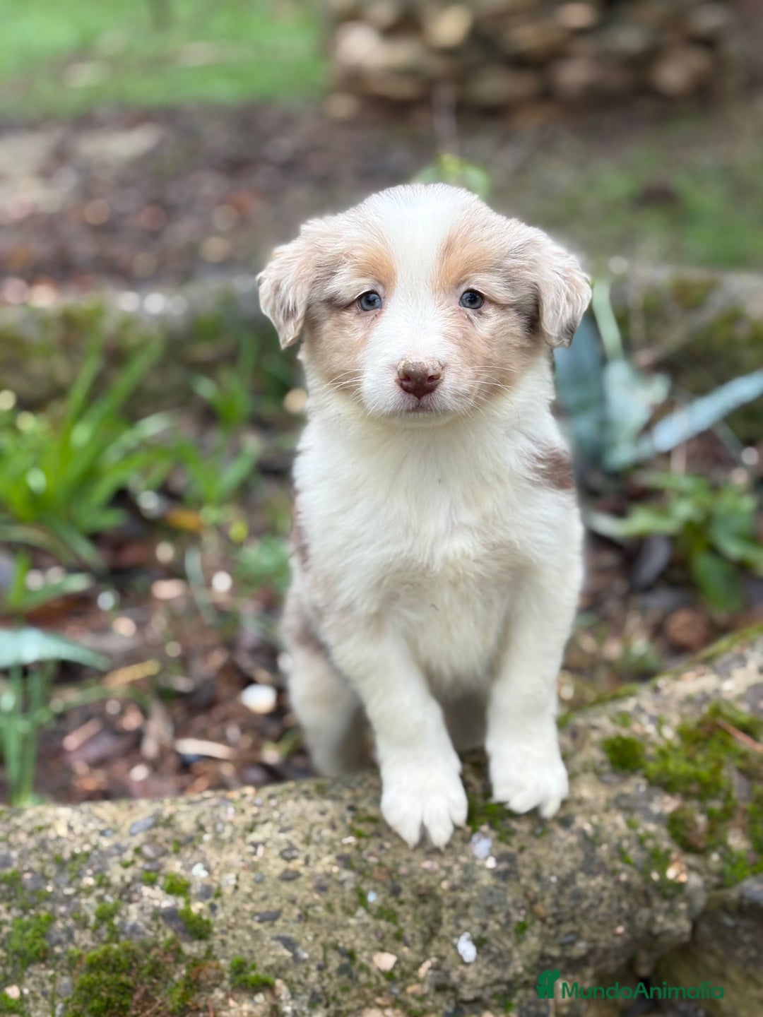 Border Collie perros en venta: 🐾 Border Collie exclusivos 🐾 - Anuncio 2