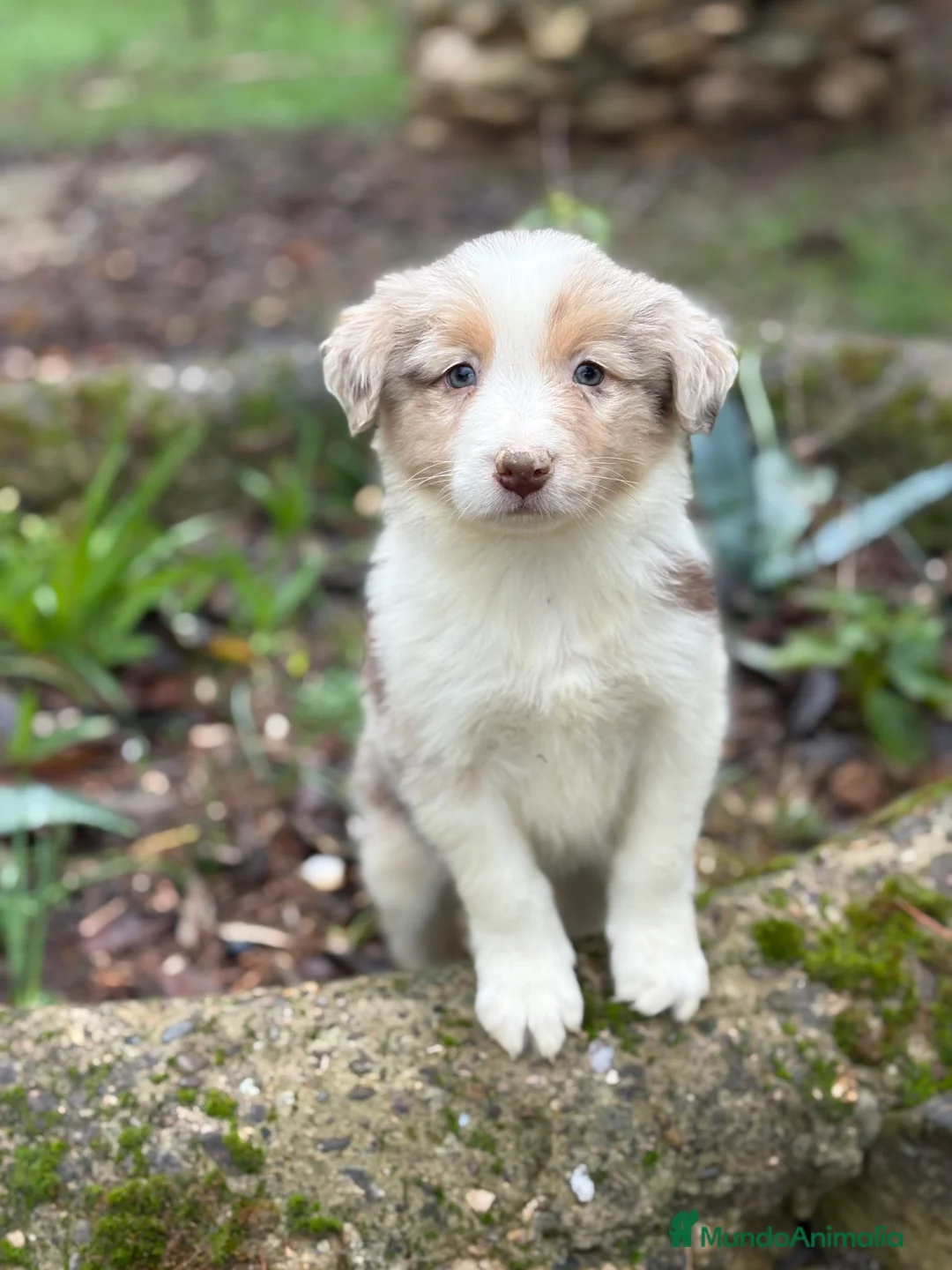 Border Collie perros en venta: 🐾 Border Collie exclusivos 🐾 - Anuncio 11