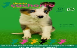 Border Collie perros en venta: BORDER COLLIE - Imagen 1