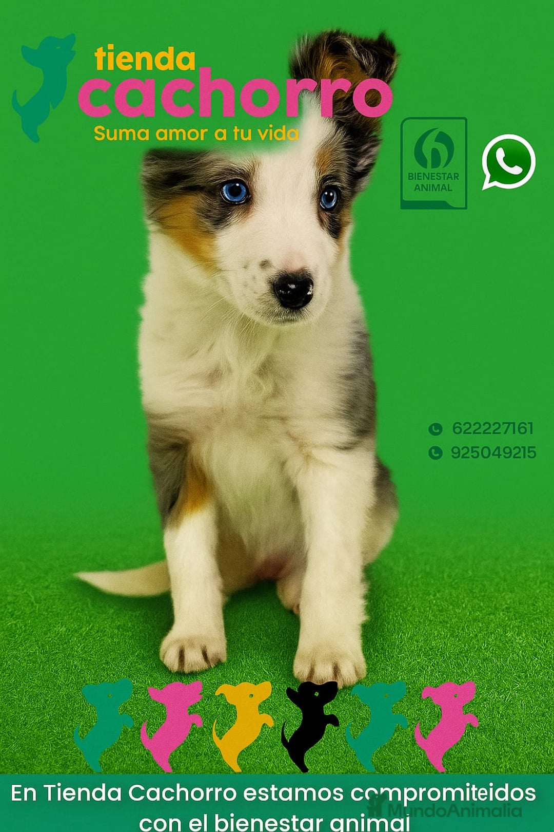 Border Collie perros en venta: BORDER COLLIE - Imagen 1