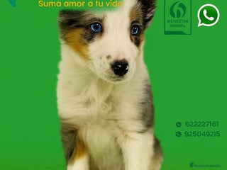 Border Collie perros - Anuncio 6