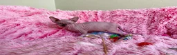 Sphynx gatos en venta: CACHORRO GATO SPHYNX MACHO - Anuncio 2