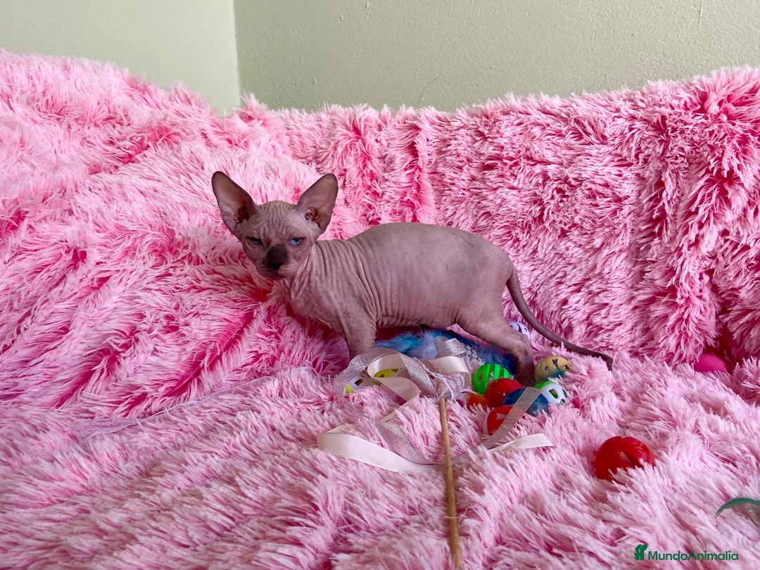 Sphynx gatos en venta: CACHORRO GATO SPHYNX MACHO - Anuncio 2