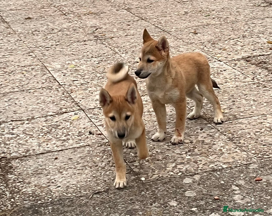 Shiba Inu perros en venta: SHIBA INU HEMBRA  - Anuncio 3