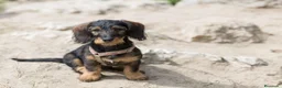 Raza Mixta perros en venta: fvdgbhnmnbvdfcse - Anuncio 1