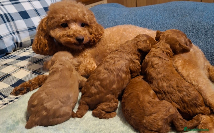 Caniche Toy perros - Anuncio 1