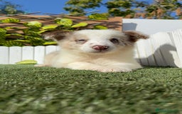 Border Collie perros en venta: BORDER COLLIE - Anuncio 3