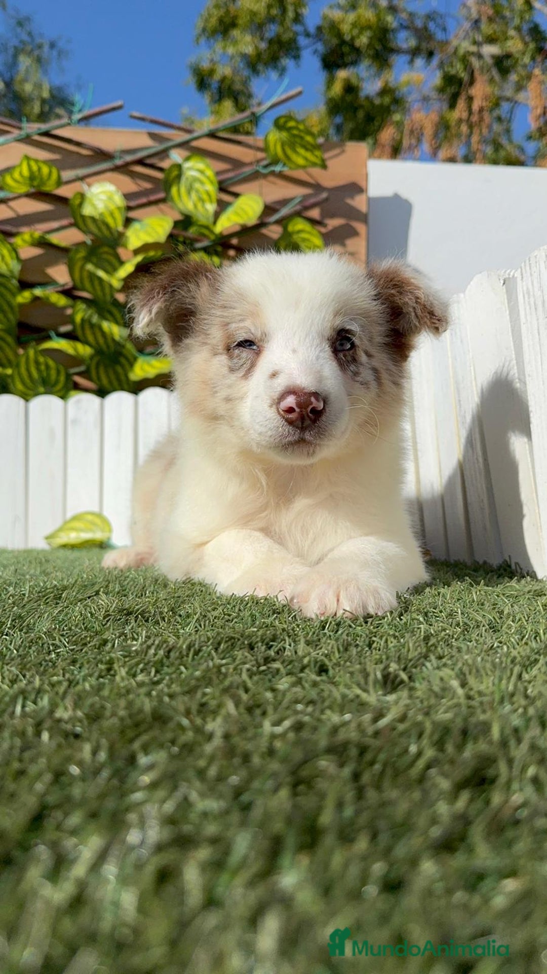Border Collie perros en venta: BORDER COLLIE - Anuncio 3