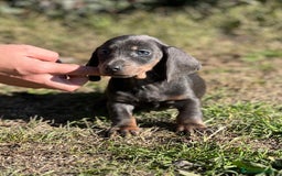Teckel Miniatura perros en venta: Teckel mini Blue  en Barcelona - Imagen 1