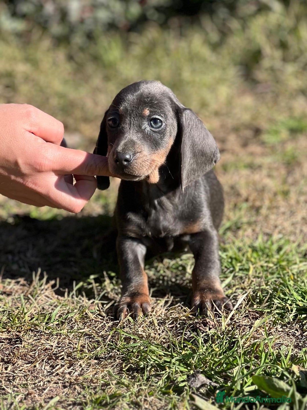 Teckel Miniatura perros en venta: Teckel mini Blue  en Barcelona - Imagen 1