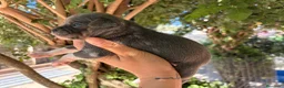 Chihuahua perros en venta: Chihuahuas blue - Anuncio 5