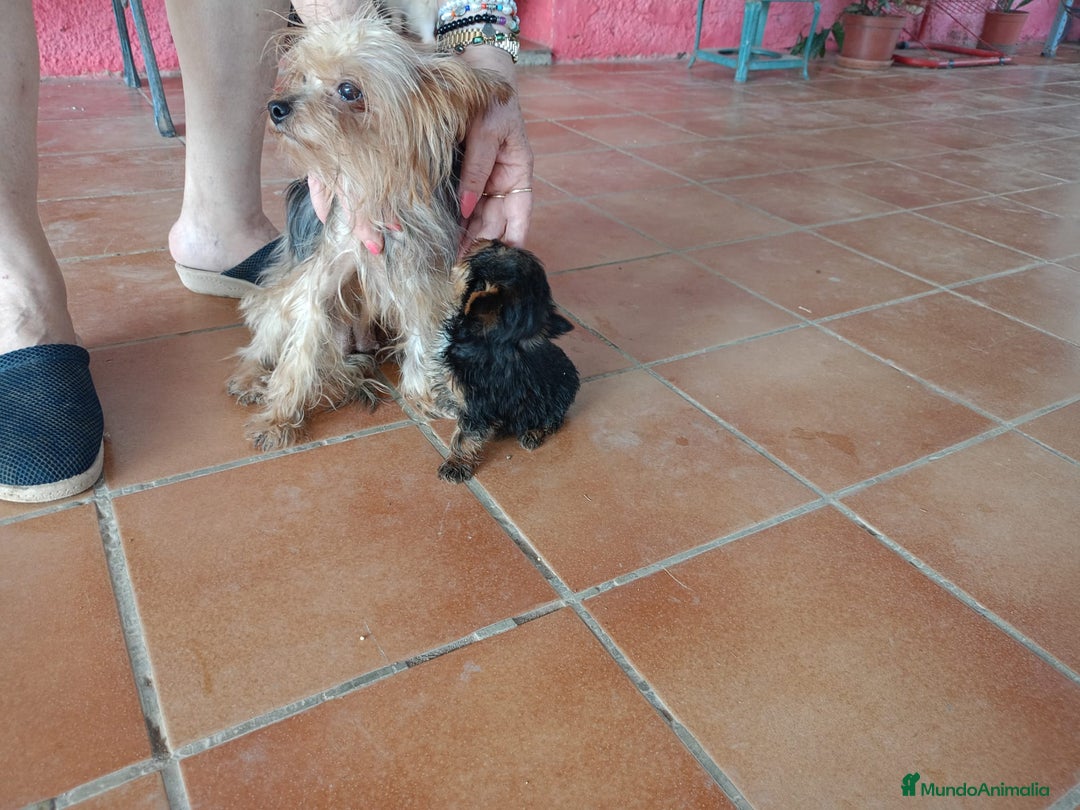 Yorkshire Terrier perros en venta: Yorkshire toys - Imagen 4