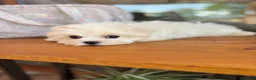 Bichón Maltés perros en venta: Bichon Maltés  - Anuncio 6