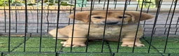 Pastor de Asia Central perros en venta: Cachorro Alabai  - Anuncio 3