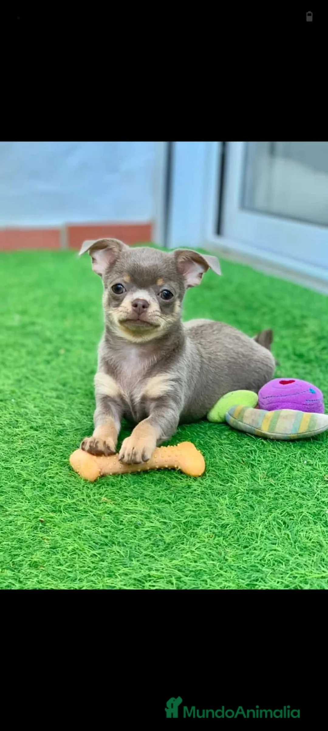 Chihuahua perros en venta: Precioso chihuahua - Anuncio 2