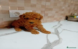 Caniche Enano perros en venta: Caniche pimentón y apricot  - Imagen 13