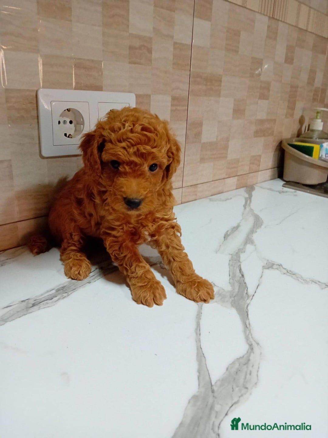 Caniche Enano perros en venta: Caniche pimentón y apricot  - Imagen 13