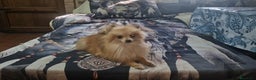 Pomerania perros en venta: Pomerania toy - Anuncio 3