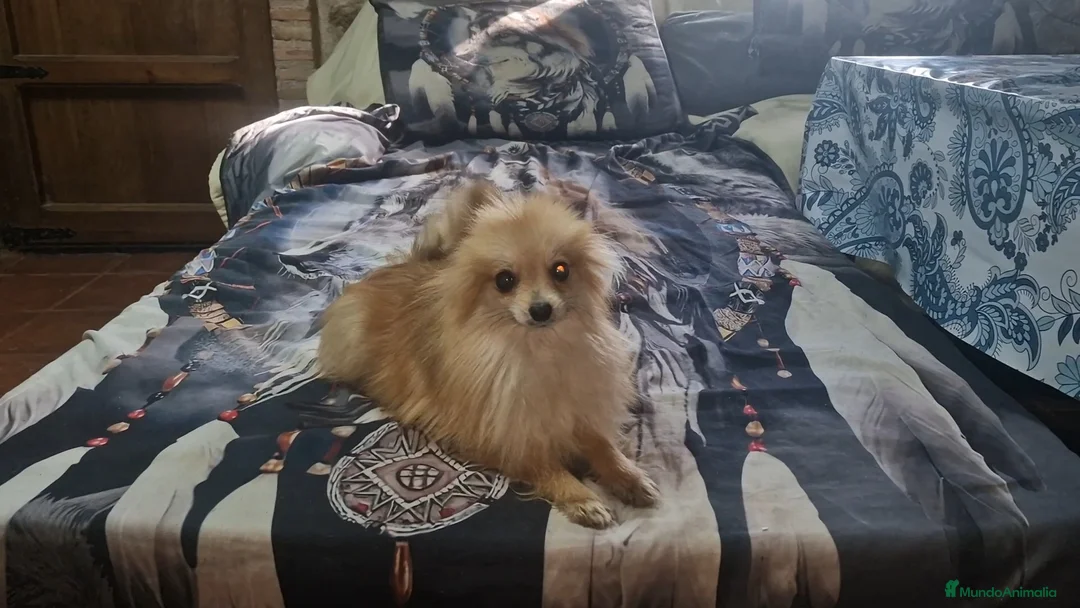 Pomerania perros en venta: Pomerania toy - Anuncio 3
