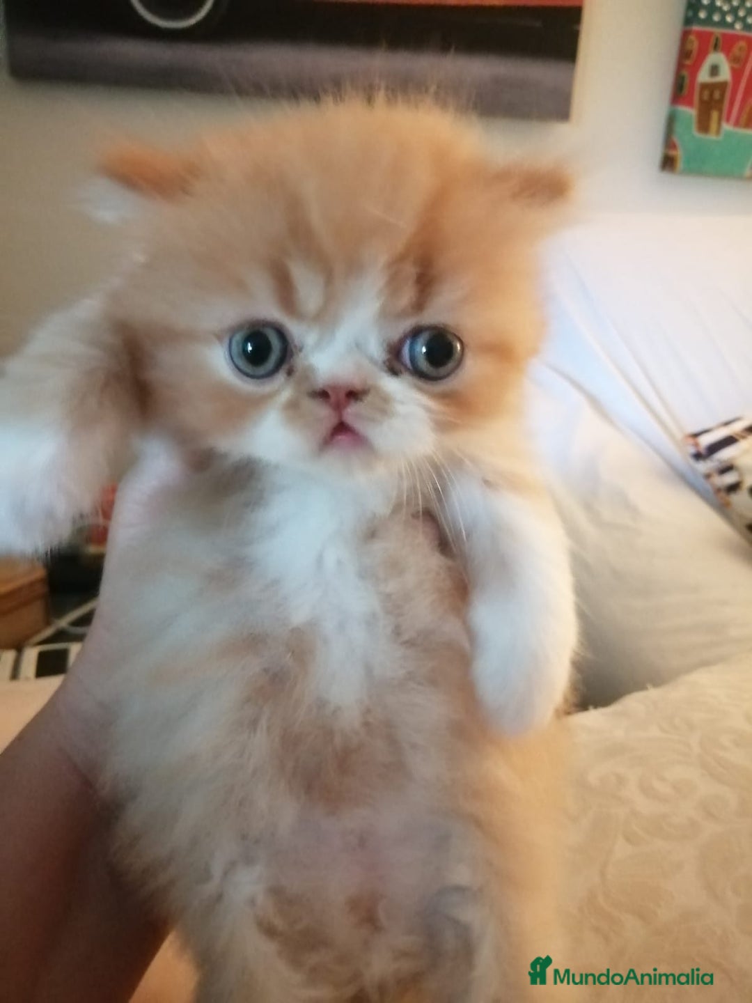 Persa gatos en venta: Persa Exótico Hembra - Imagen 1