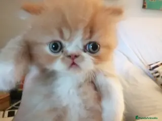 Persa gatos Persa Exótico Hembra - Anuncio 18