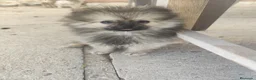 Pomerania perros en venta: POMERANIA - Anuncio 3