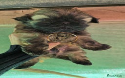 Shih Tzu perros en venta: Shiht tzu  - Anuncio 1