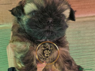 Shih Tzu perros Shiht tzu - Anuncio 2