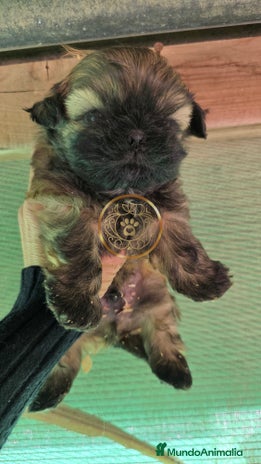 Shih Tzu perros Shiht tzu - Anuncio 1