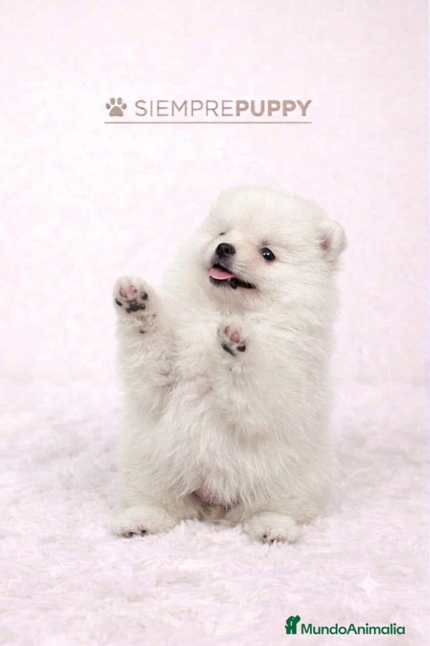 Pomerania perros POMERANIA MINI TOY - Anuncio 7