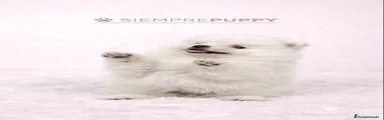 Pomerania 1