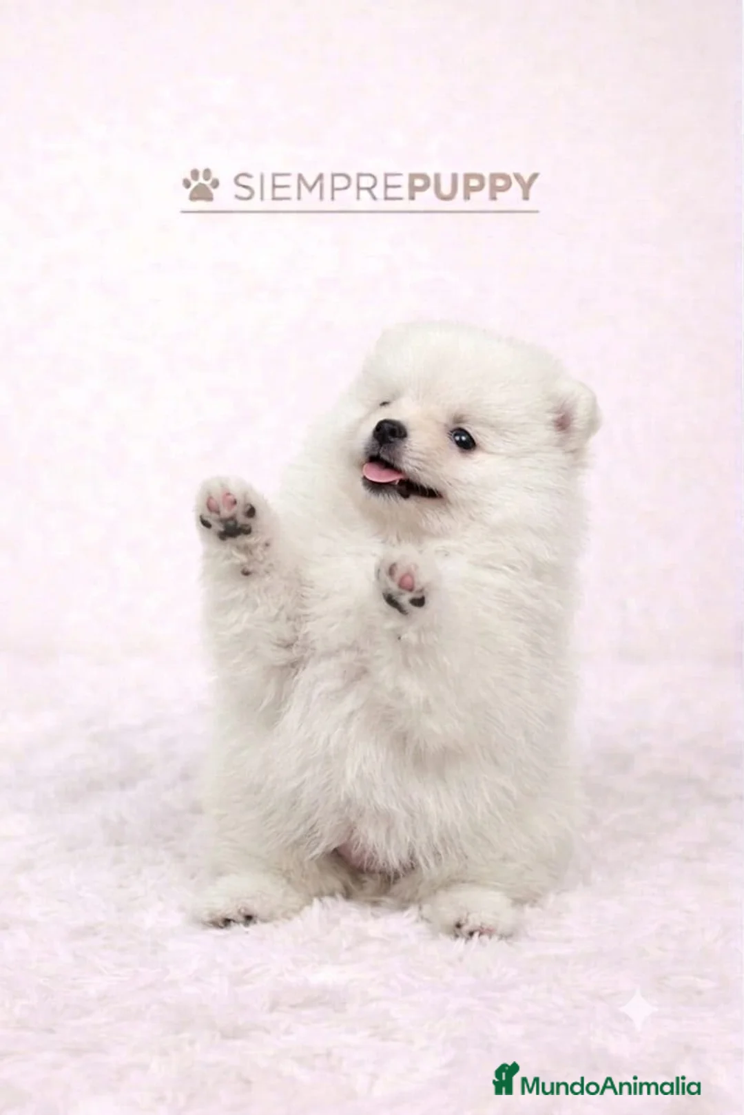 Pomerania perros en venta: POMERANIA MINI TOY - Anuncio 1