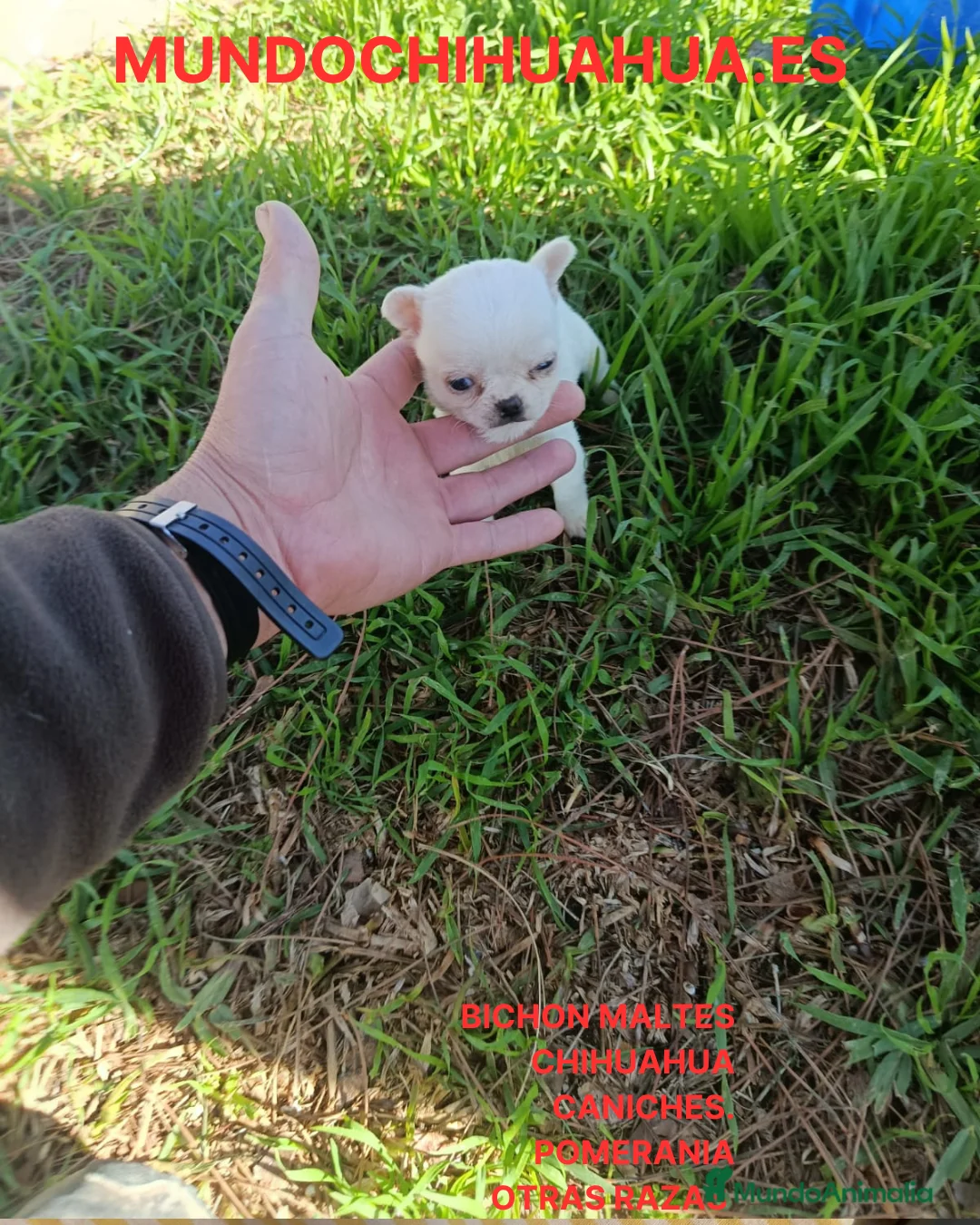 Chihuahua perros en venta: IMPRESIONANTE  CHIHUAHUA   LINEA  TOY   - Anuncio 13