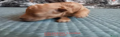 Caniche Toy 2