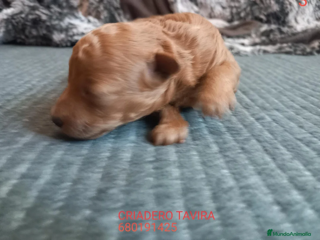 Caniche Toy perros en venta: Caniches Toy rojos - Anuncio 16