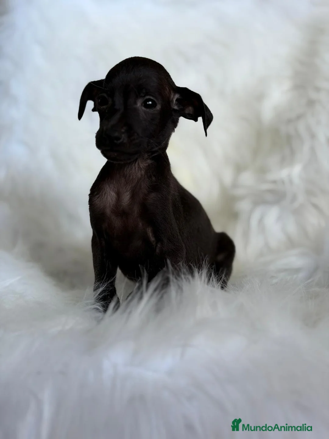 Pequeño Lebrel Italiano perros en venta: PEQUEÑO LEBREL (PICCOLO) NEGRITOS - Anuncio 2