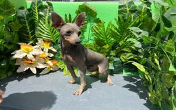 Pinscher Miniatura perros en venta: Pinscher en miniatura para monta  - Imagen 1
