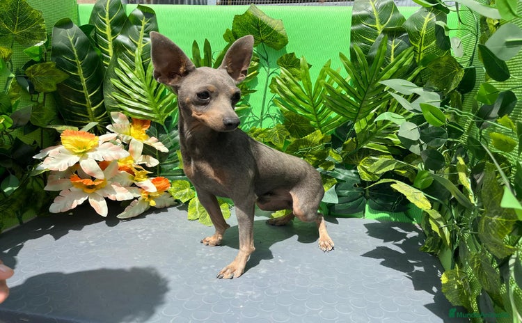 Pinscher Miniatura perros - Anuncio 2
