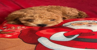 Caniche Toy perros en Cáceres - Anuncio 2