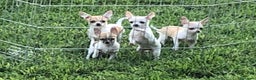 Chihuahua perros en venta: Benidorm CARABY CHIHUAHUAS  en Alicante - Anuncio 8