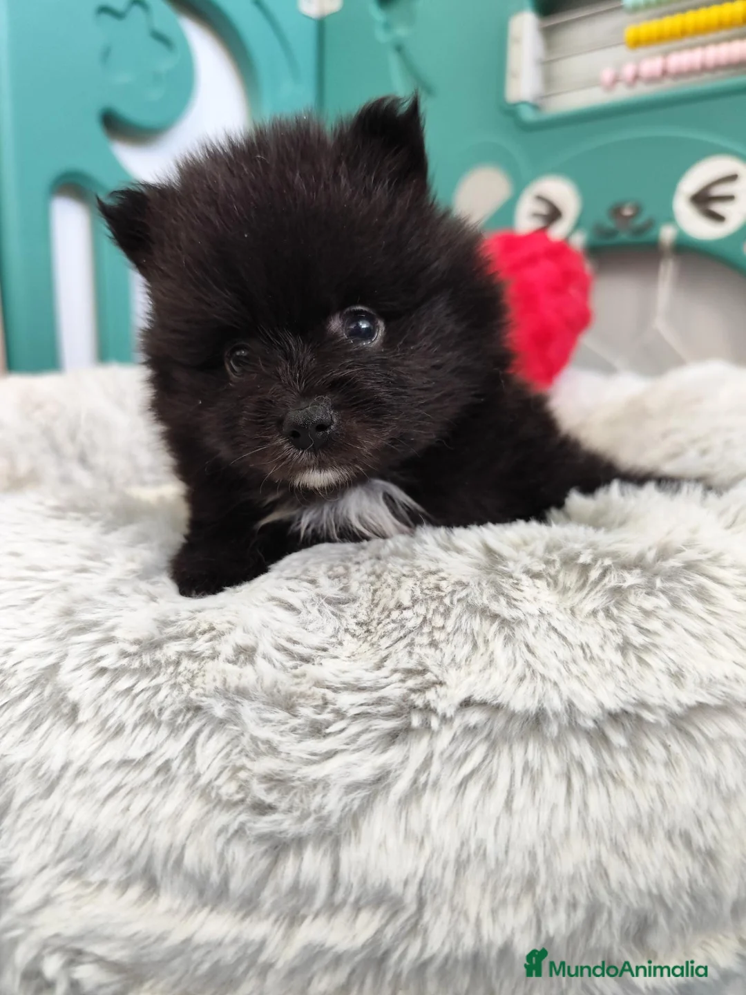 Pomerania perros en venta: Pomerania hembra  - Anuncio 3