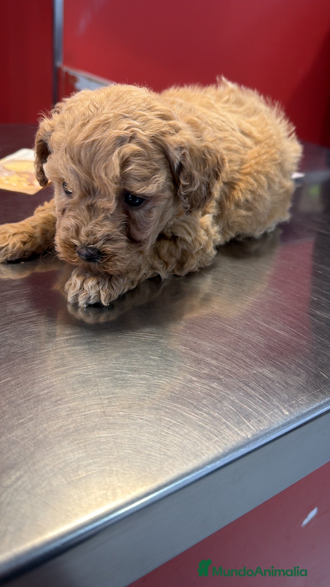 Caniche Enano perros en venta: Caniche enano  - Anuncio 2