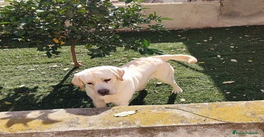 Labrador Retriever perros Labrador Retriever  - Anuncio 4