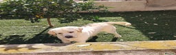 Labrador Retriever perros en venta: Labrador Retriever  - Anuncio 2