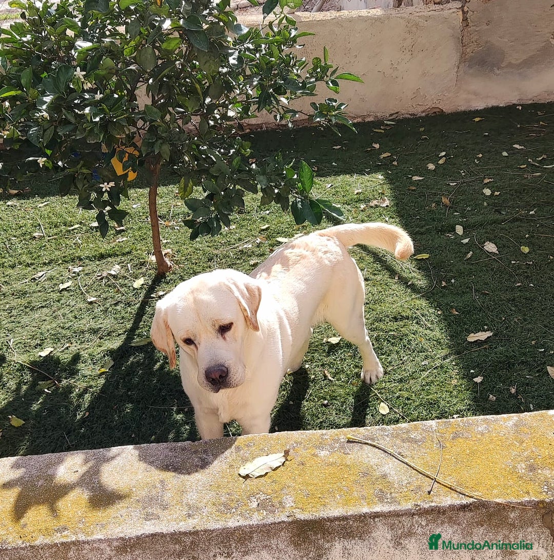 Labrador Retriever perros en venta: Labrador Retriever  - Anuncio 2