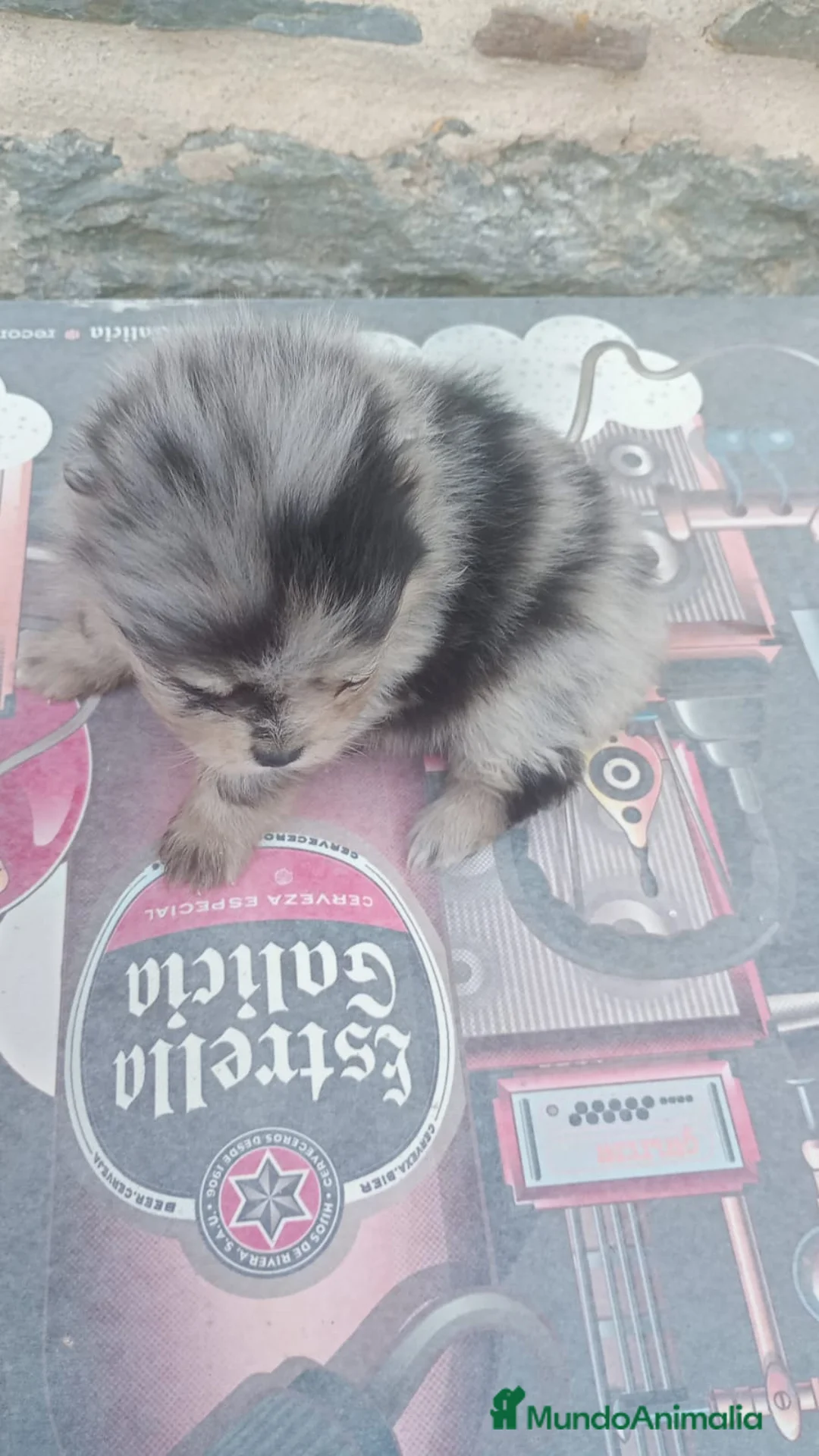 Pomerania perros en venta: Pomerania  - Anuncio 2