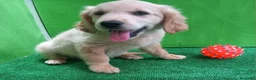 Golden Retriever perros en venta: Cachorros de GOLDEN Retriever  - Anuncio 3