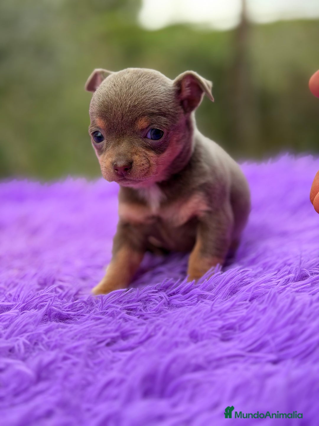 Chihuahua perros en venta: Chihuahua Minitoy  - Anuncio 9